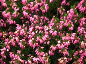 ???????: ???????? ????? ????????????? (Erica tetralix) ? ???????????? ???? ??? "??????????? ??????".