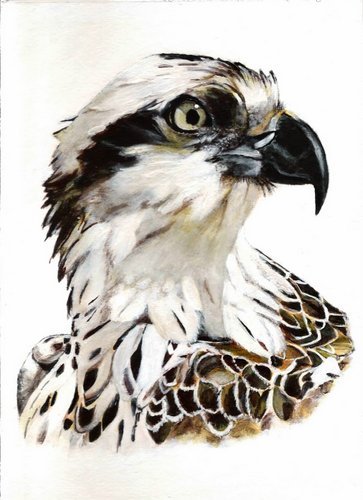 1-62_Pandionhaliaetus_baja