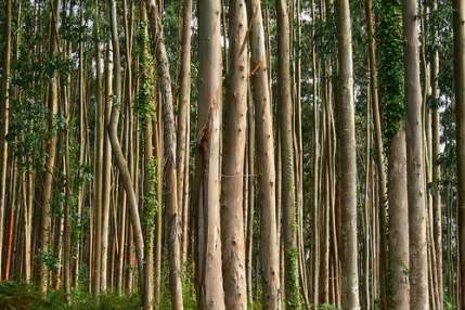 _Bosque_de_Eucaliptos_por_Javier_T_en_Flickr
