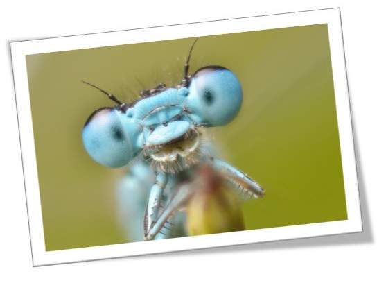 sen-tc3adtulo-e1432245506833