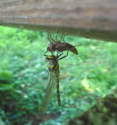 Libélula_Cordulegaster_boltonii_en_eclosión_2