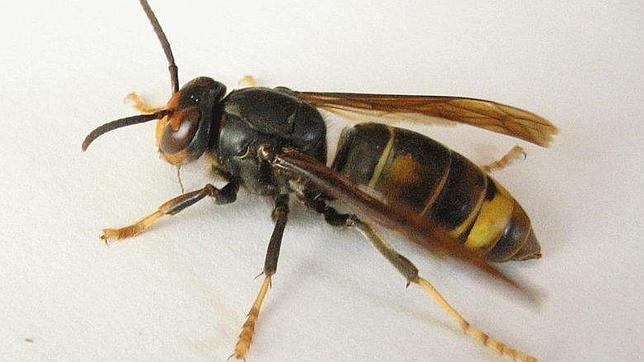 vespa-velutina--644x362