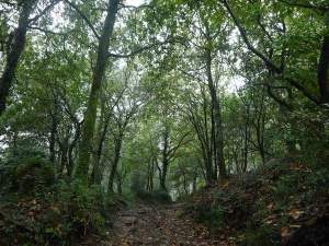carballeira e corredoira de Mataxente