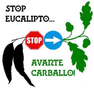 Stop-Eucalipto