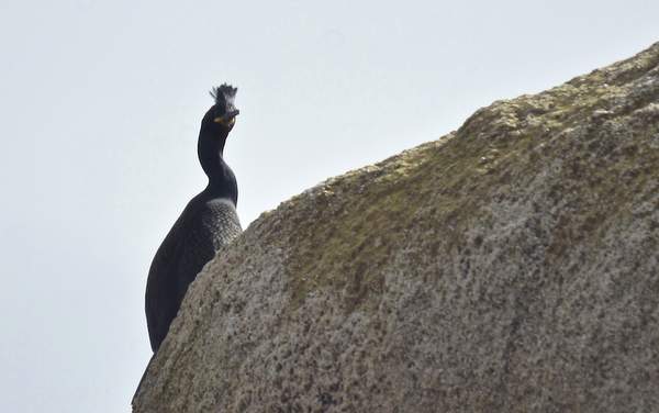 Corvo-cristado-Eirexas