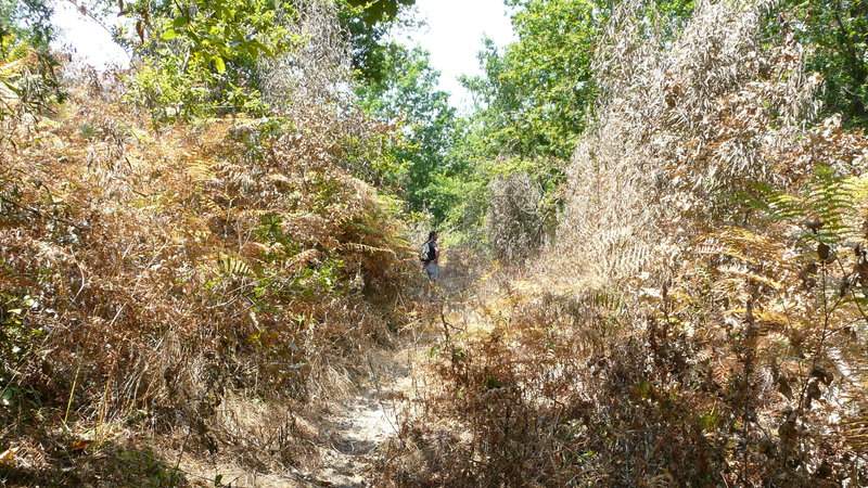 queimadas_con_glifosato