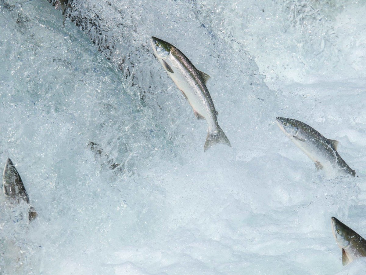 Promovemos a inclusión do salmón atlántico (salmo salar) no catálogo galego de especies ameazadas como “en perigo de extinción”