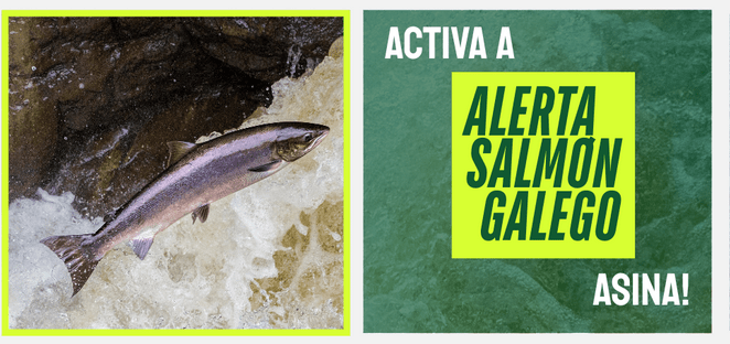 Entidades ecoloxistas pedimos á Xunta que suspenda o concurso de pesca do salmón no Ulla